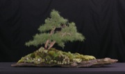 Clump larch on rock